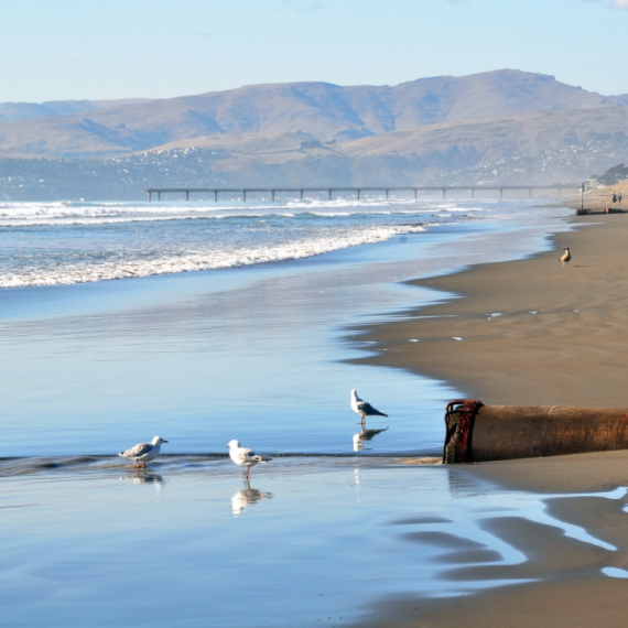 Šok na plaži! Pojavilo se OVO stvorenje - naučnici ga NIKADA nisu videli izbliza, mnogi su verovali i da je MITSKO (FOTO)